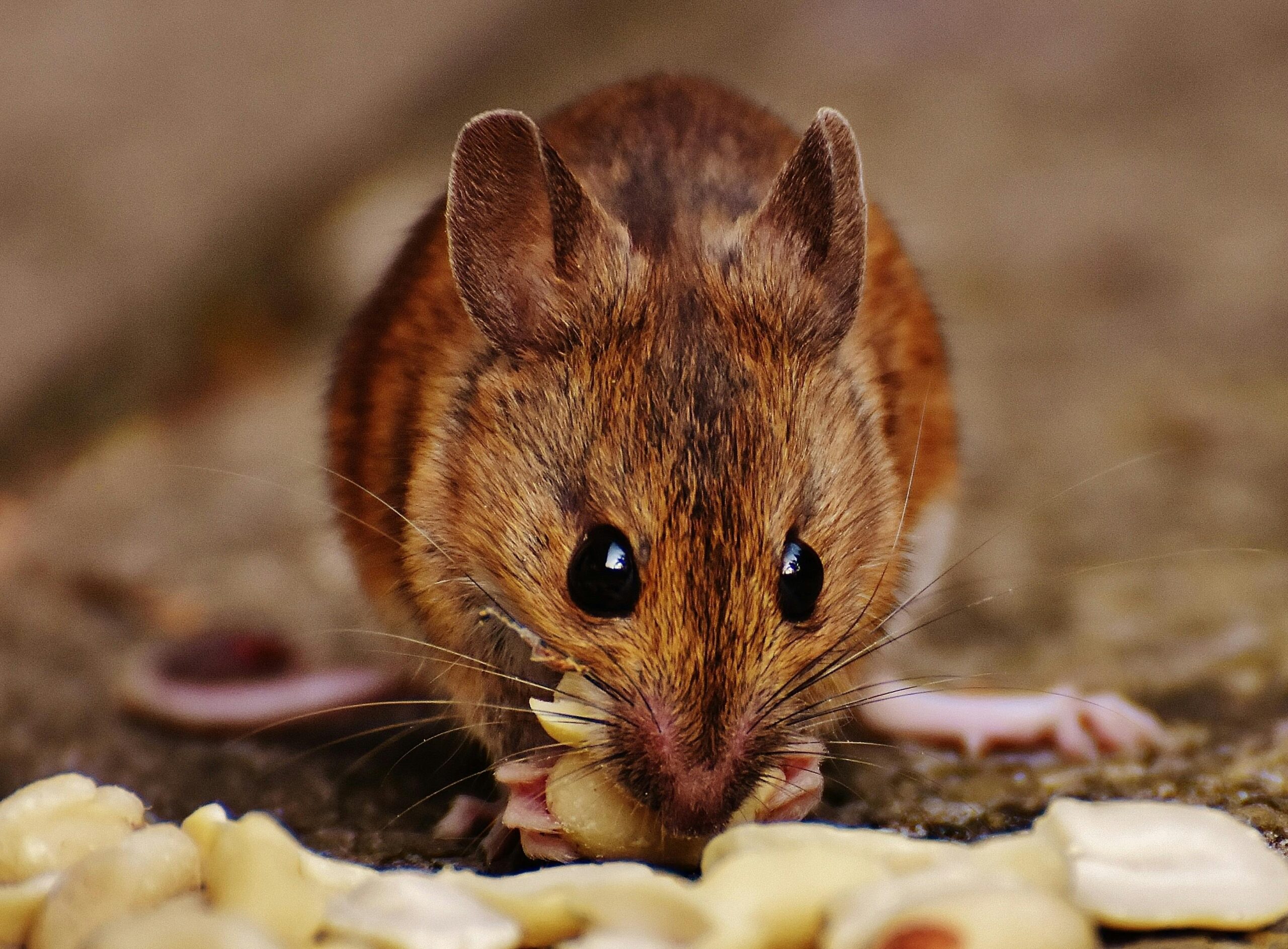 Close-up of a cute mouse nibbling on scattered nuts indoors.